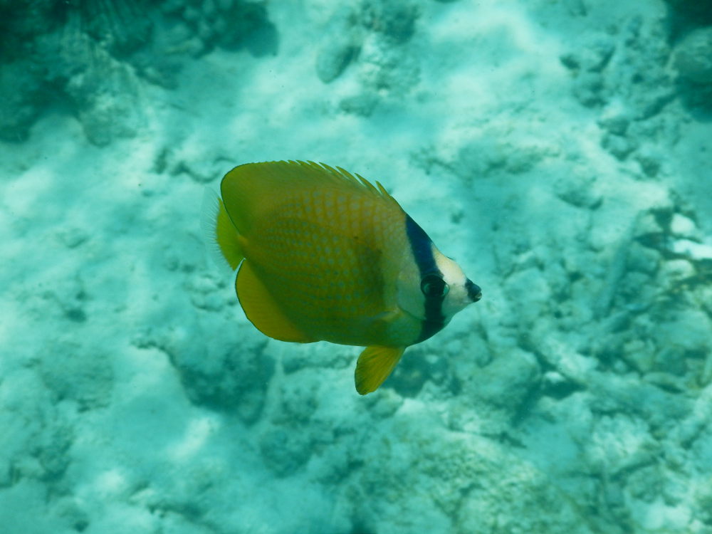 Zanzibar - Altro pesce:  Chaetodon kleinii