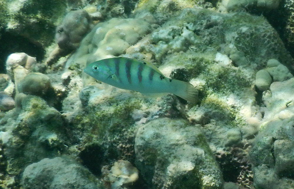 Zanzibar - Altro pesce : Thalassoma hardwicke