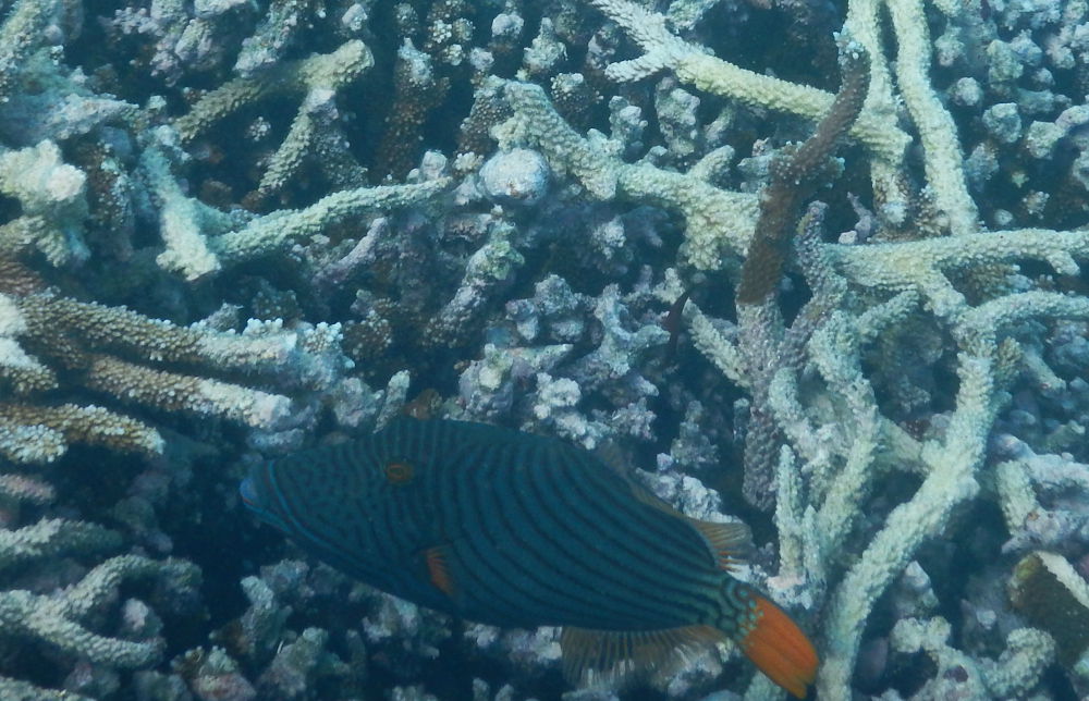 Zanzibar - Pesce balestra:  Balistapus undulatus