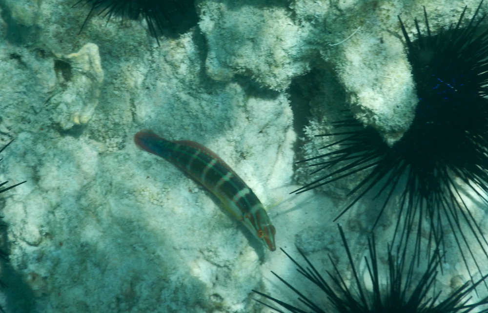 Zanzibar - Labride:  Coris caudimacula