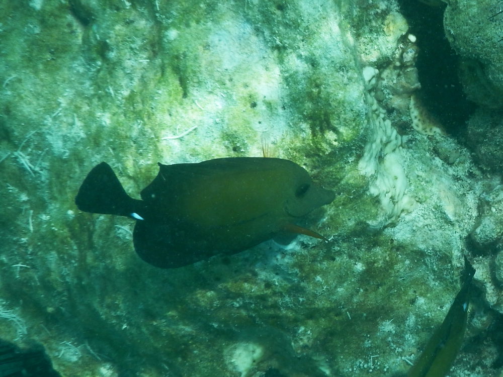 Zanzibar - Altro pesce:  Zebrasoma scopas.