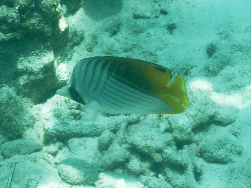 Zanzibar - Pesce farfalla:   Chaetodon auriga