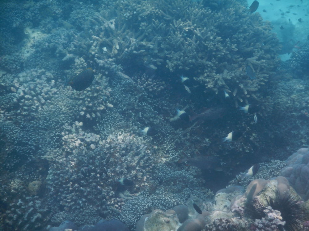 Zanzibar - Pesce bicolore:   Chromis cfr. fieldi