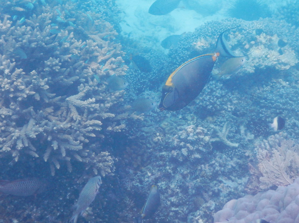 Zanzibar - Altro pesce della barriera: Naso elegans