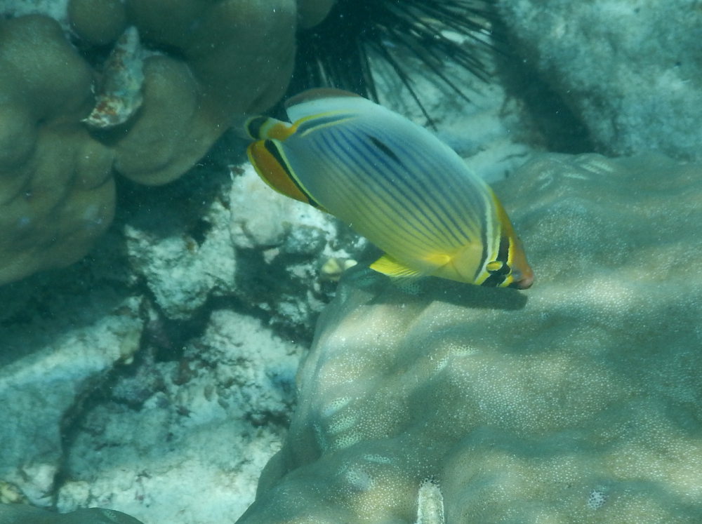 Zanzibar - Pesce farfalla:  Chaetodon trifasciatus