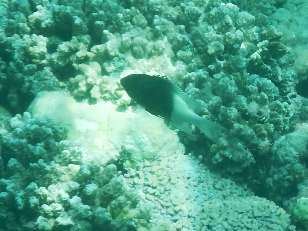 Zanzibar - Pesce bicolore:   Chromis cfr. fieldi