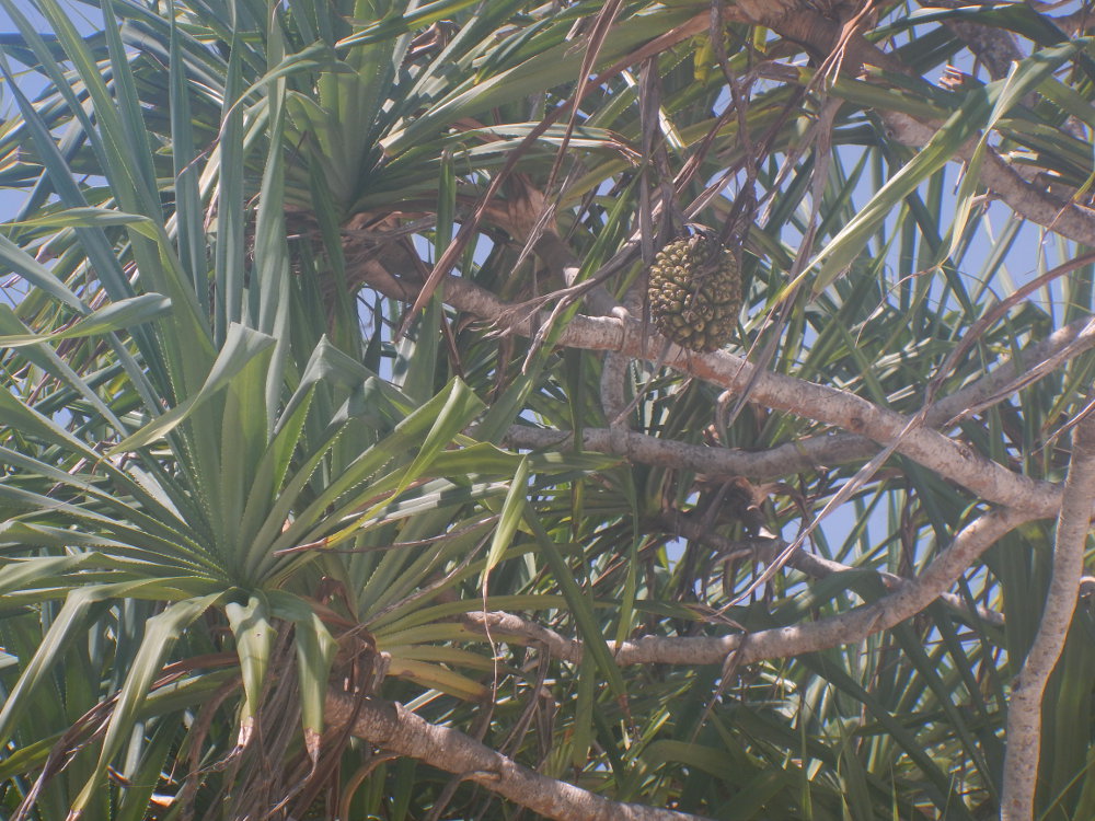 Zanzibar - Pandanus sp. (Pandanaceae)