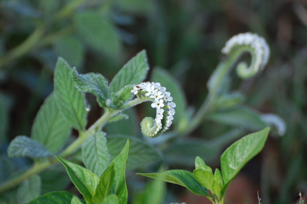 Tanzania - Heliotropium cfr. steudneri (Boraginaceae)