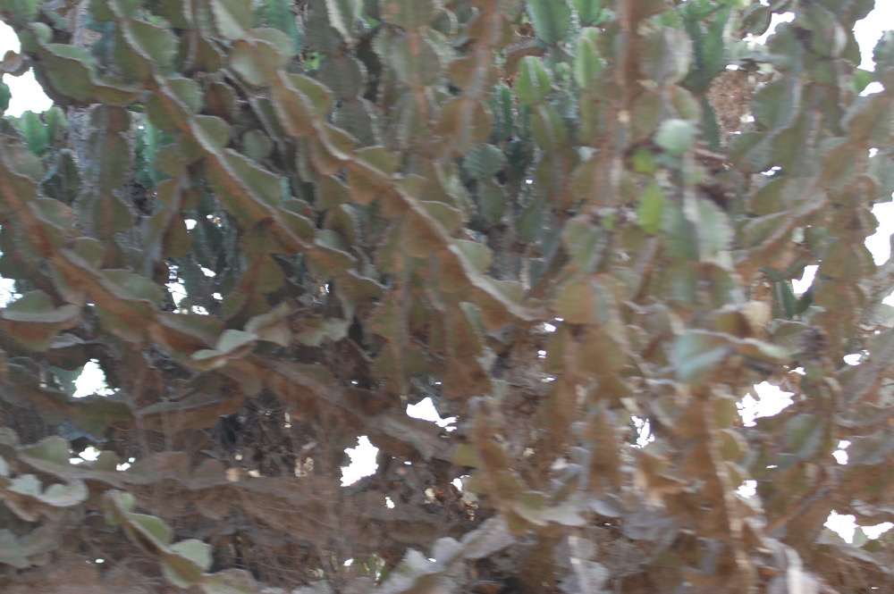 Tanzania - Euphorbia cooperi (Euphorbiaceae)