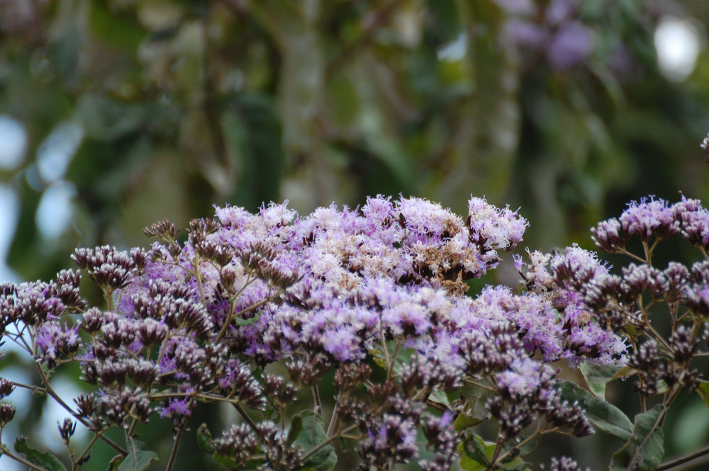 Tanzania - Gymnanthemum myrianthum   (= Vernonia myriantha)