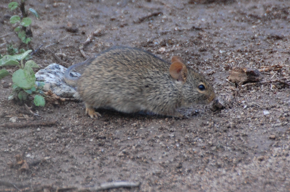 Tanzania - Topo:  cfr. Arvicanthis niloticus