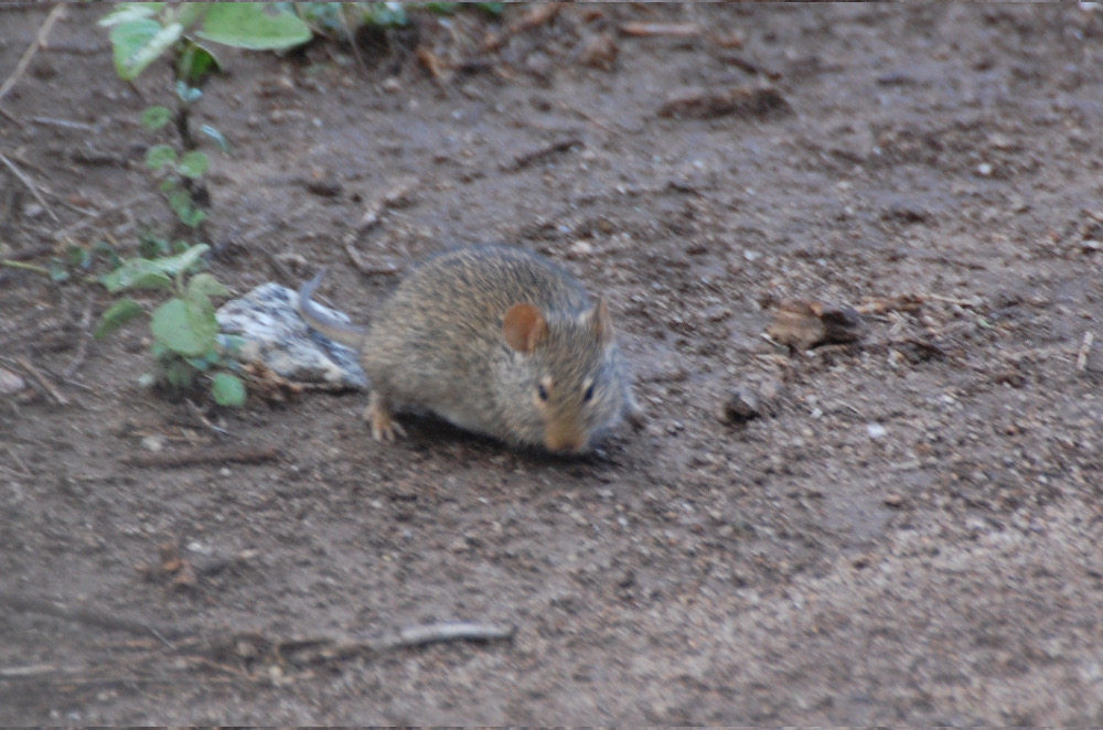 Tanzania - Topo:  cfr. Arvicanthis niloticus