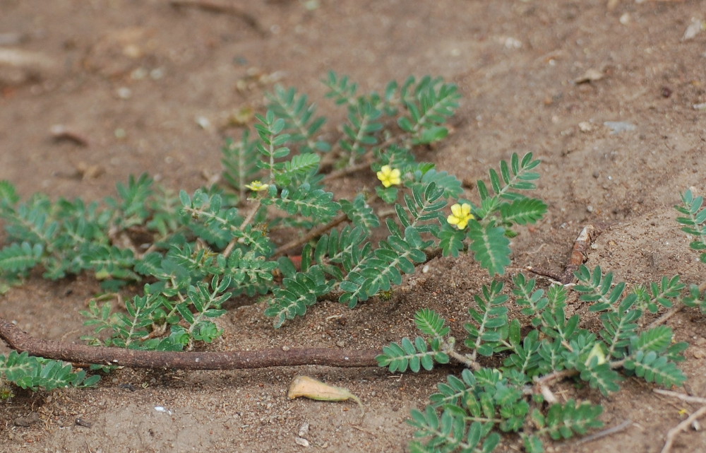 Tanzania - Tribulus terrestris (Zygophyllaceae)