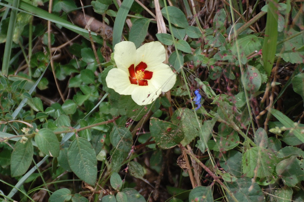 Tanzania - Hibiscus cfr. calyphyllus