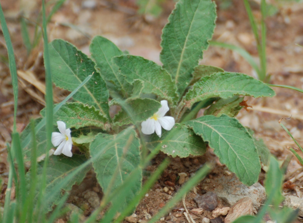 Tanzania - Crabbea velutina  (Acanthaceae)