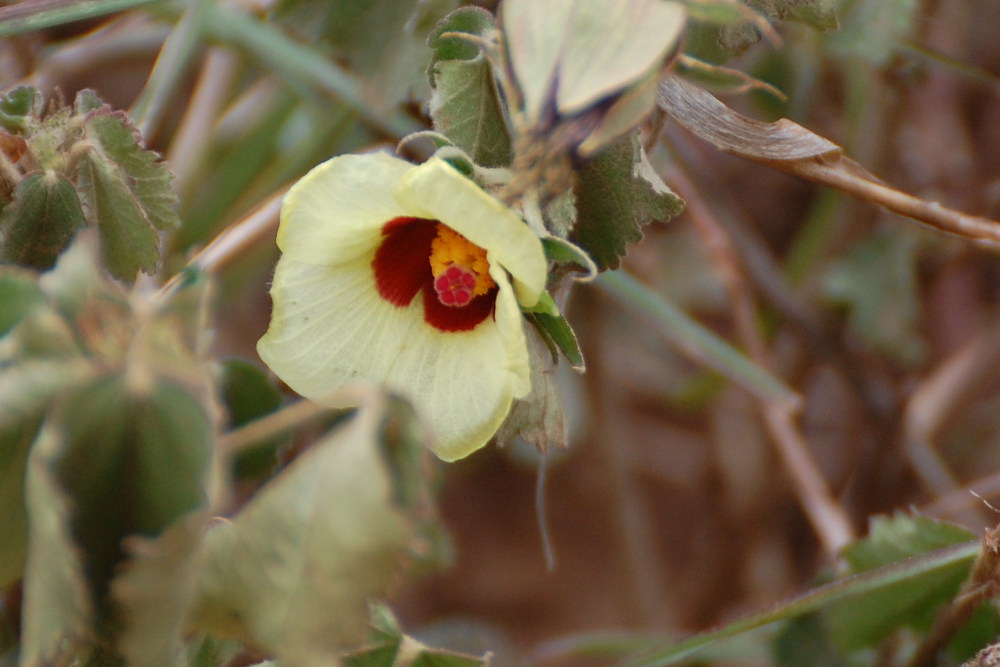 Tanzania - Hibiscus cfr. calyphyllus