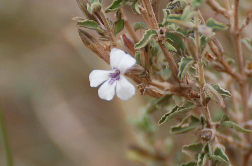 Tanzania - Dyschoriste hildebrandtii (Acanthaceae)