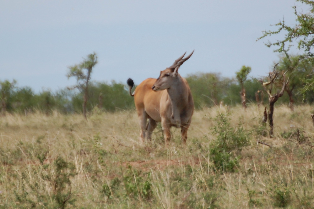 Tanzania - Antilope alcina (Taurotragus oryx)