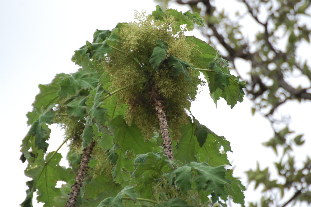Tanzania - Obetia radula (Urticaceae)