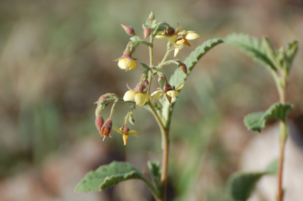 Tanzania - Malvaceae:  cfr. Hermannia sp.