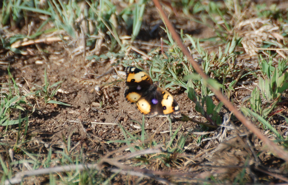 Tanzania -Junonia hierta, ♀ (Nymphalidae)