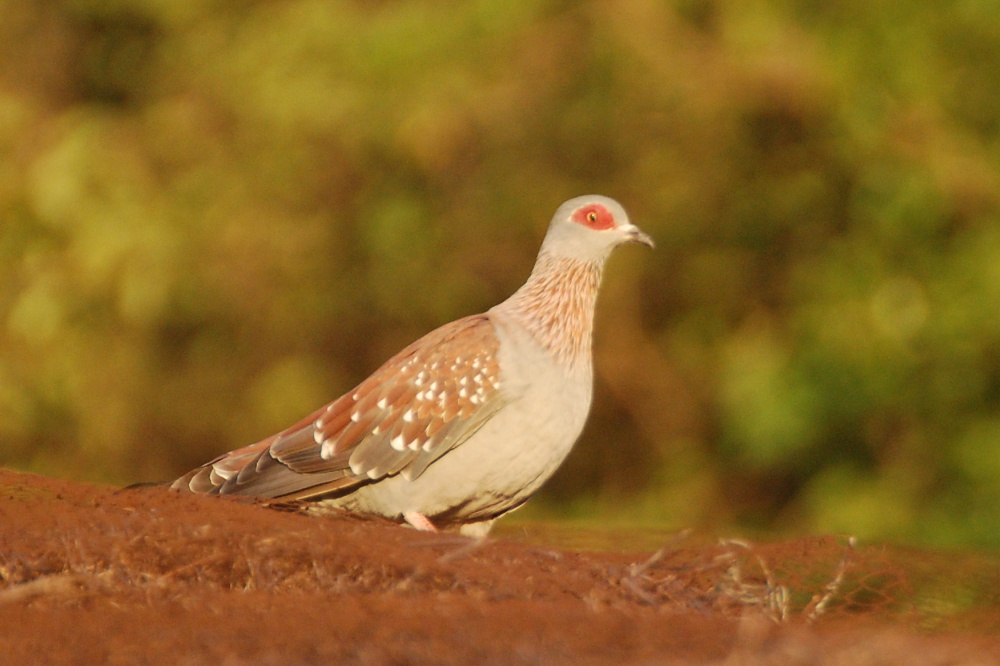 Tanzania - Colomba della Guinea (Columba guinea)
