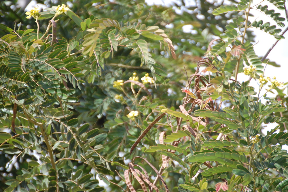 Tanzania - Senna cfr. siamea (Fabaceae)