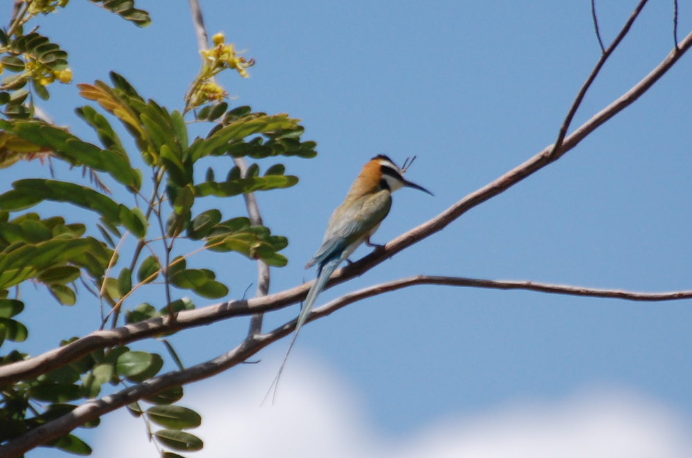 Tanzania -  Gruccione golabianca (Merops albicollis)