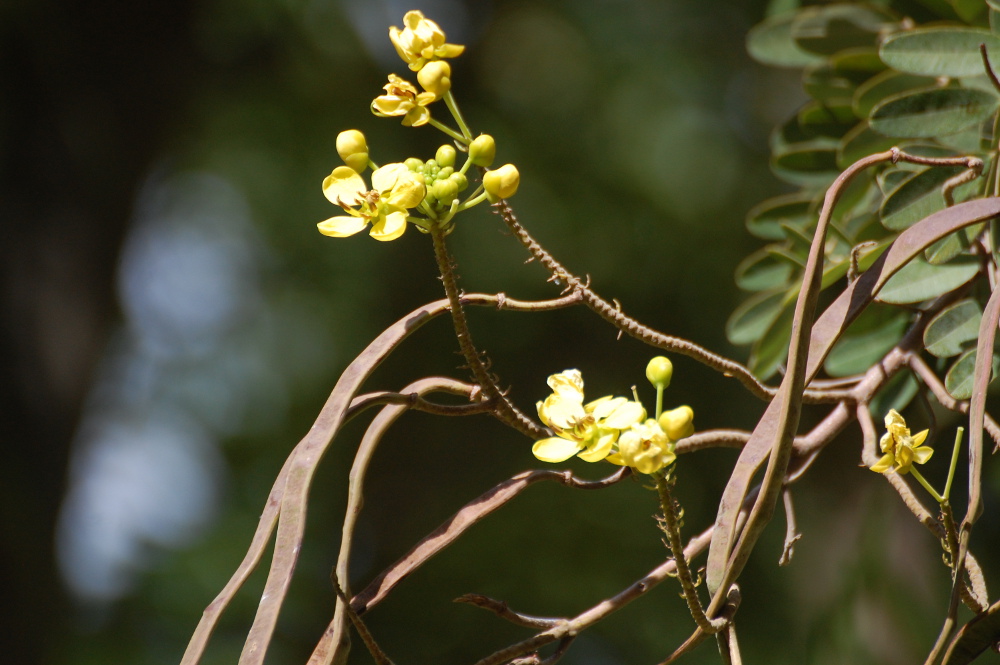 Tanzania - Senna cfr. siamea (Fabaceae)