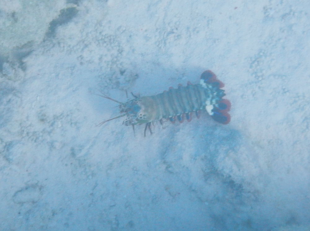 Zanzibar - Cicala: Odontodactylus scyllarus