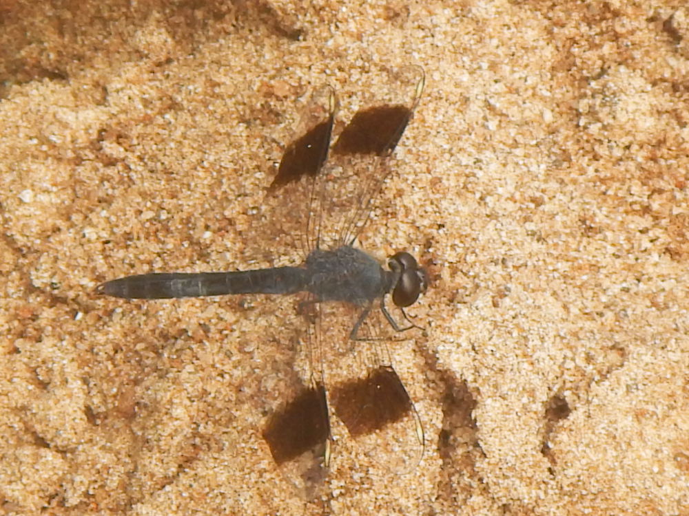 Zanzibar - libelllula:   Brachythemis leucosticta