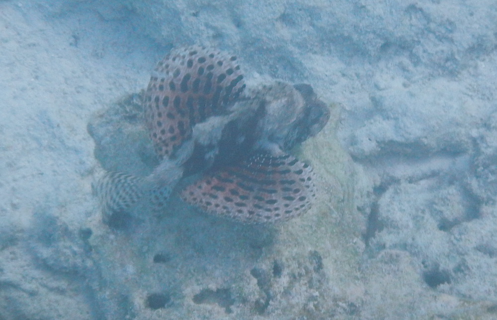 Zanzibar - Scorfano:  cfr. Dendrochirus brachypterus