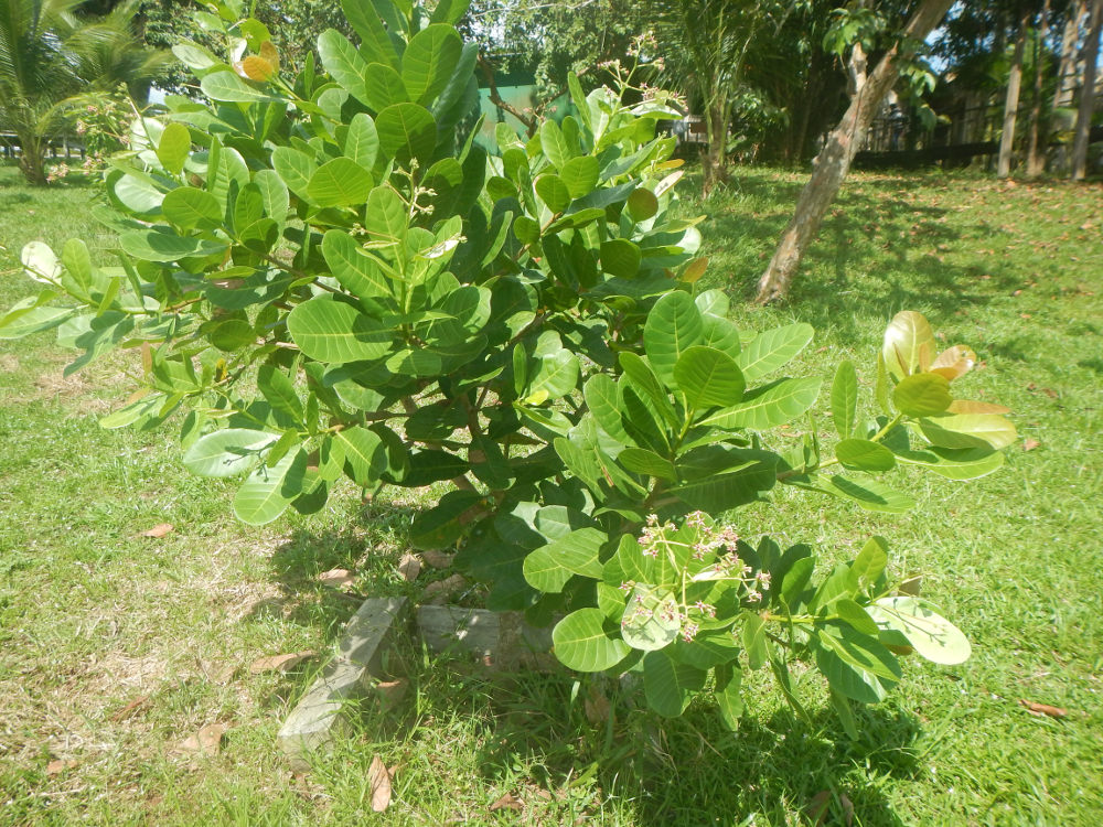 Pianta dal Brasile: Anacardium occidentale (Anacardiaceae)