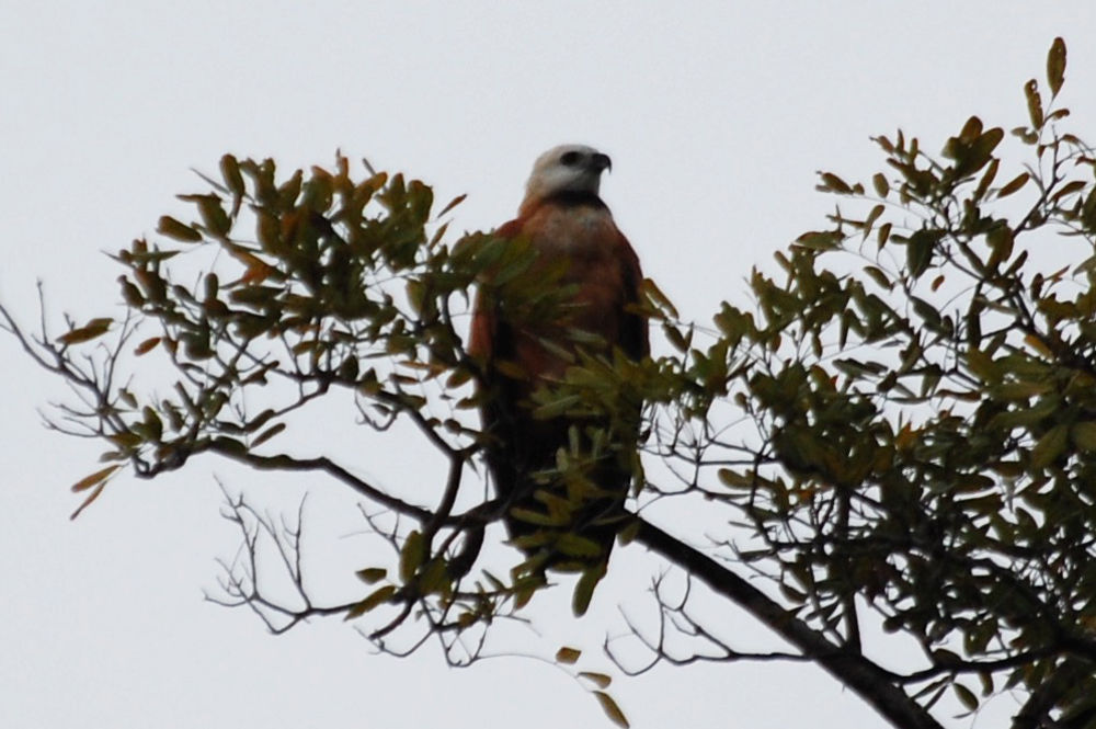 Brasile - uccello della foresta amazzonica: Poiana dal collare (Busarellus nigricollis)
