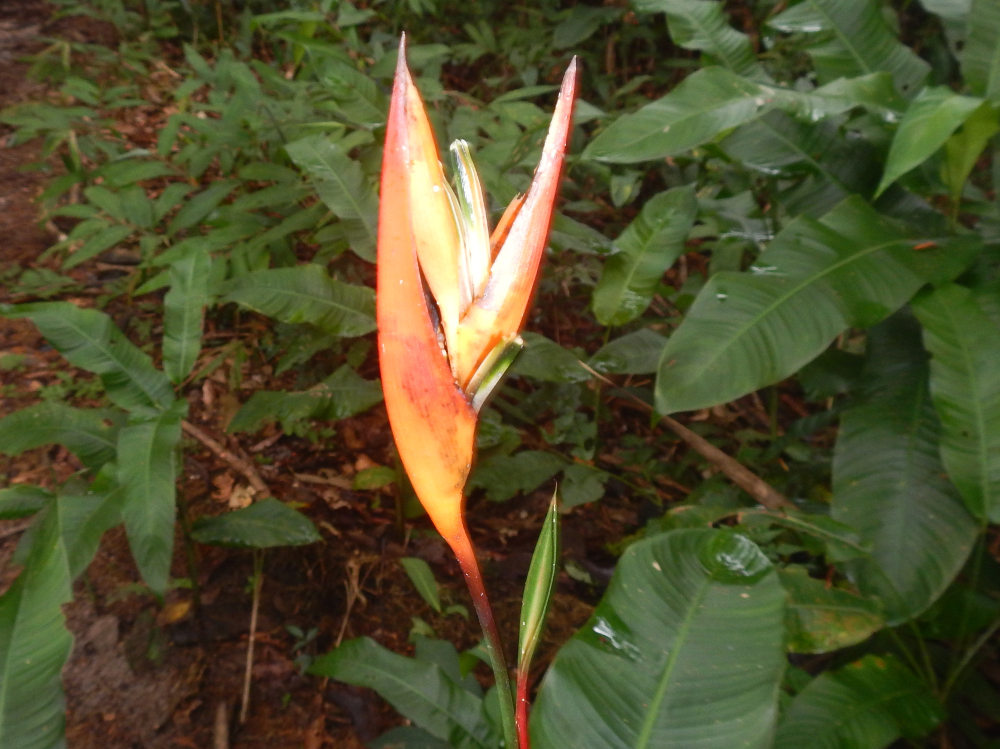 Brasile - nella foresta amazzonica:  Heliconia sp.