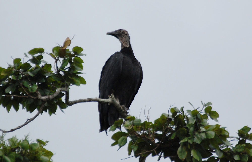 Brasile - uccello della foresta amazzonica: Coragyps atratus