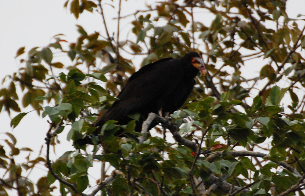 Brasile - nella foresta amazzonica:Avvoltoio testagialla (Cathartes cfr.burrovianus)