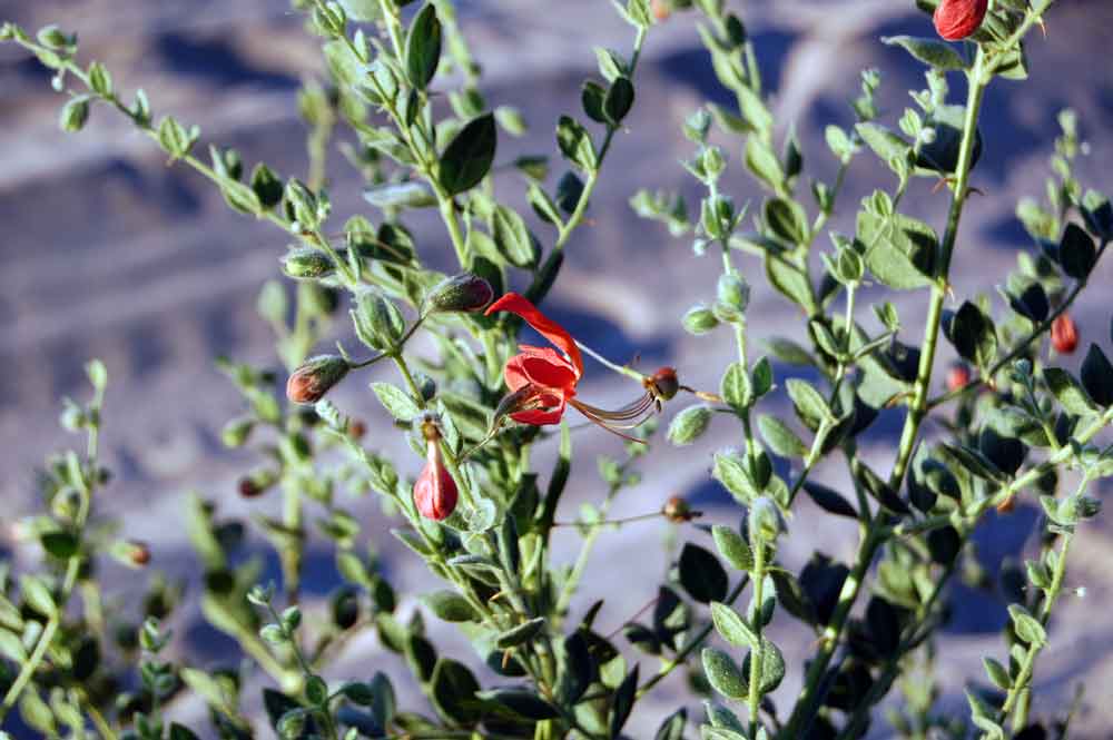 Botswana: Kalaharia uncinata (Schinz) Moldenke