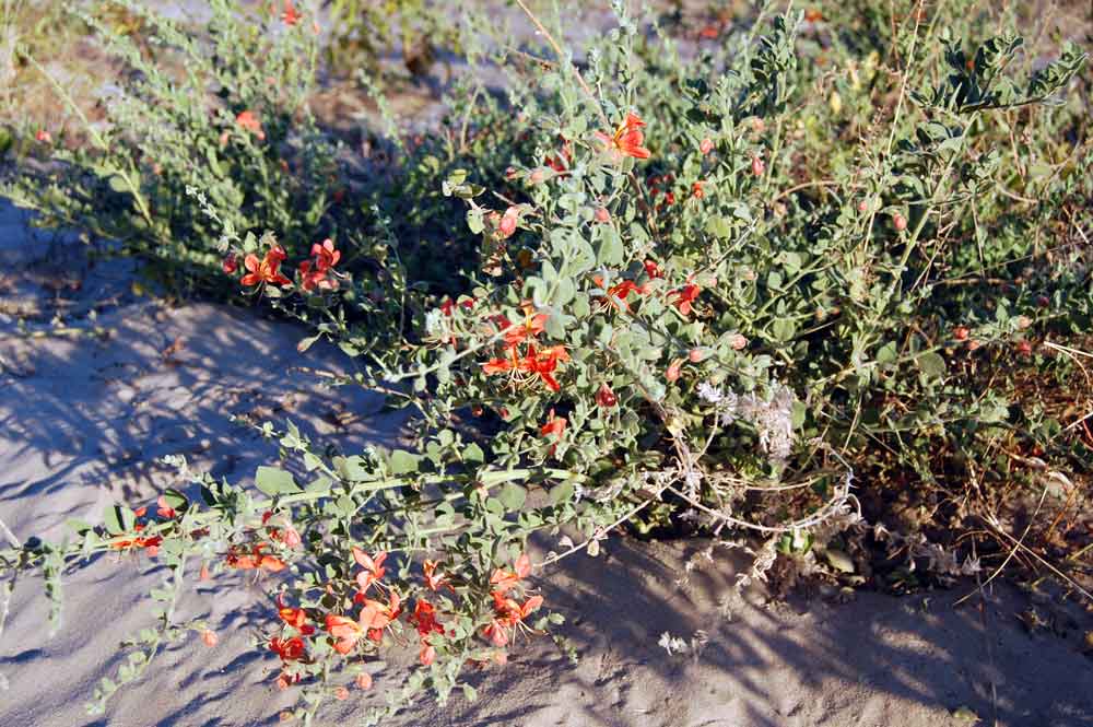 Botswana: Kalaharia uncinata (Schinz) Moldenke