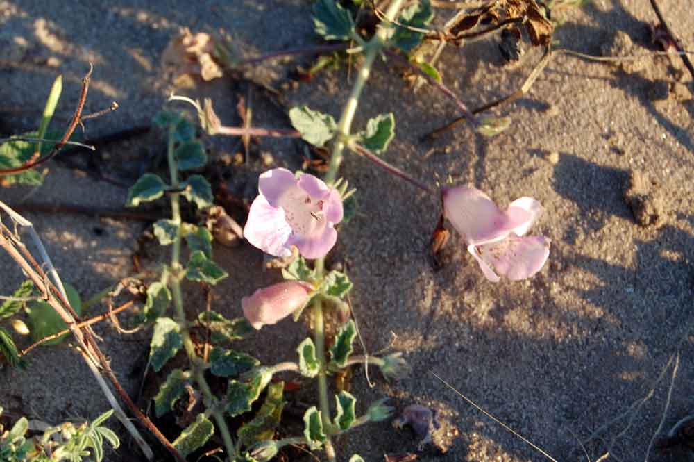 Botswana: Dicerocaryum eriocarpum (Decne.) Ab