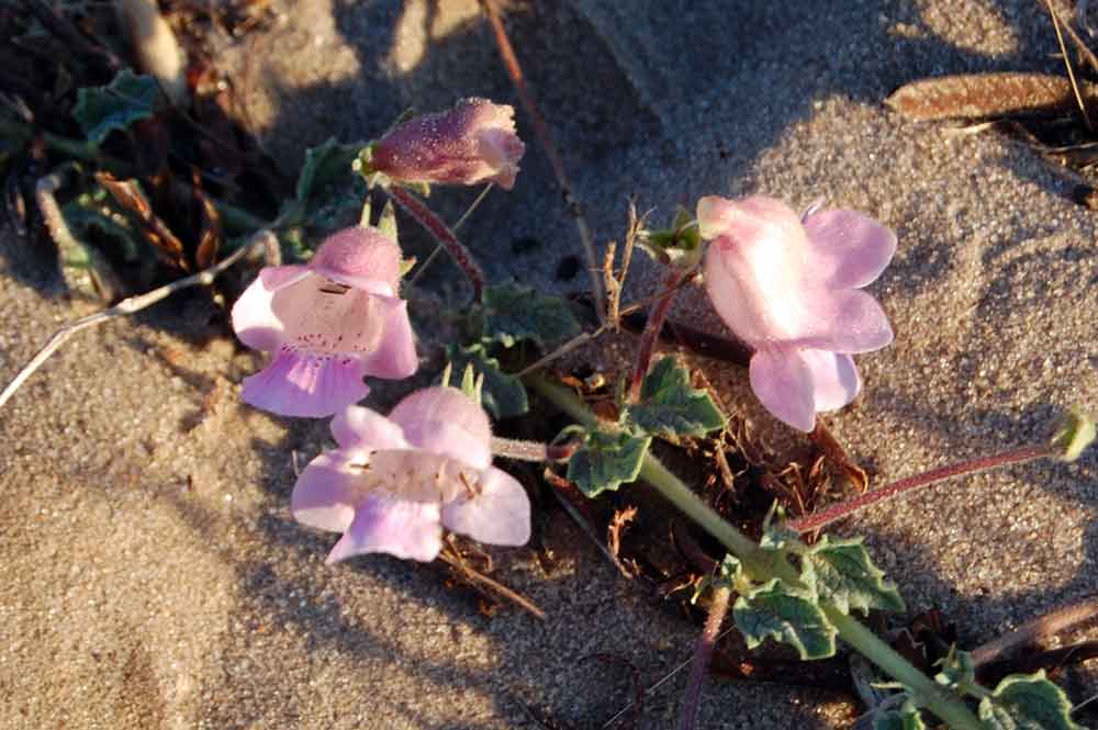 Botswana: Dicerocaryum eriocarpum (Decne.) Ab