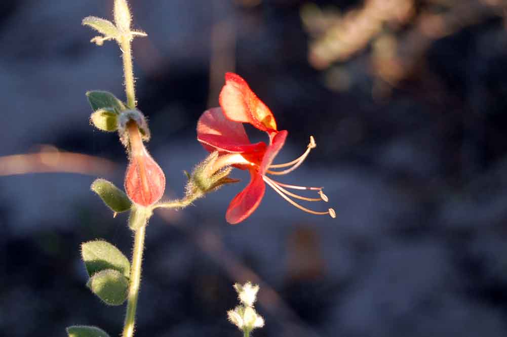 Botswana: Kalaharia uncinata (Schinz) Moldenke