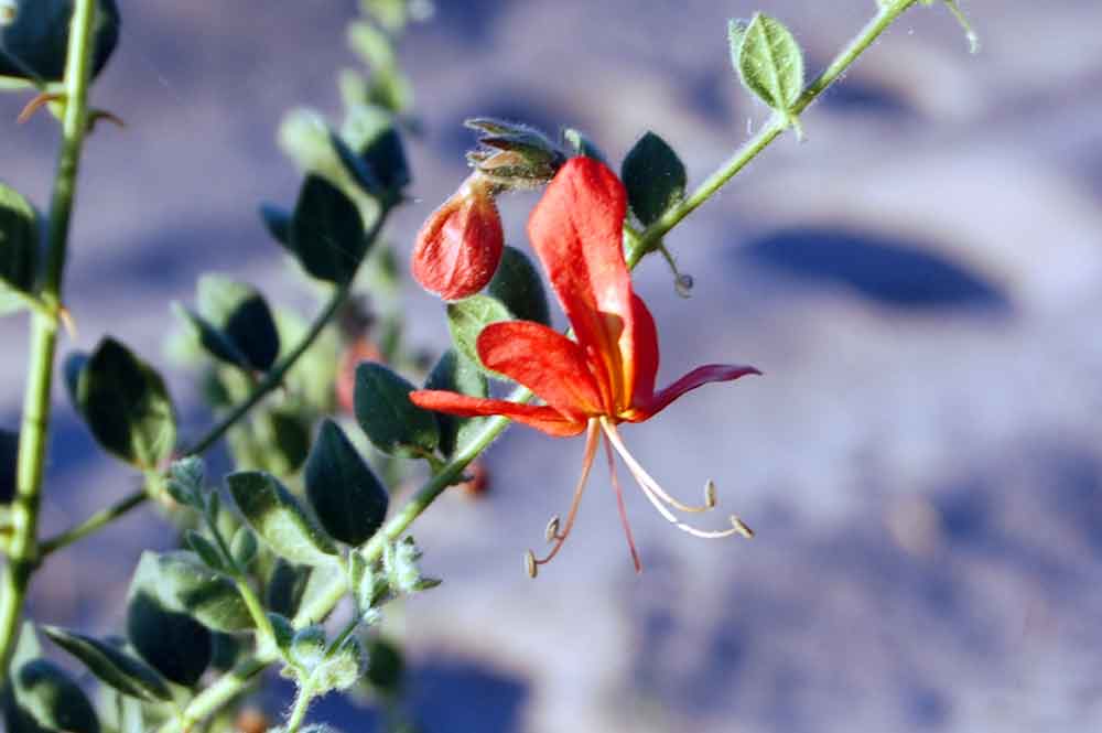 Botswana: Kalaharia uncinata (Schinz) Moldenke