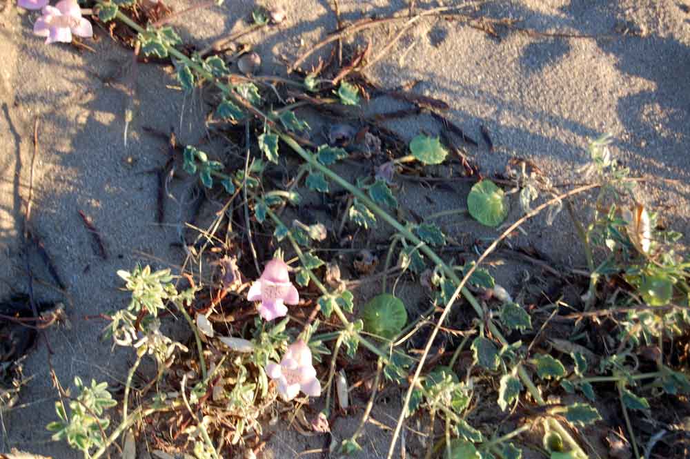 Botswana: Dicerocaryum eriocarpum (Decne.) Ab