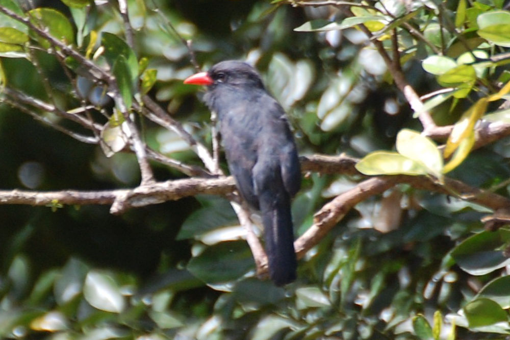 Brasile - uccello nella foresta amazzonica: Monasa nigrifrons (Bucconidae)