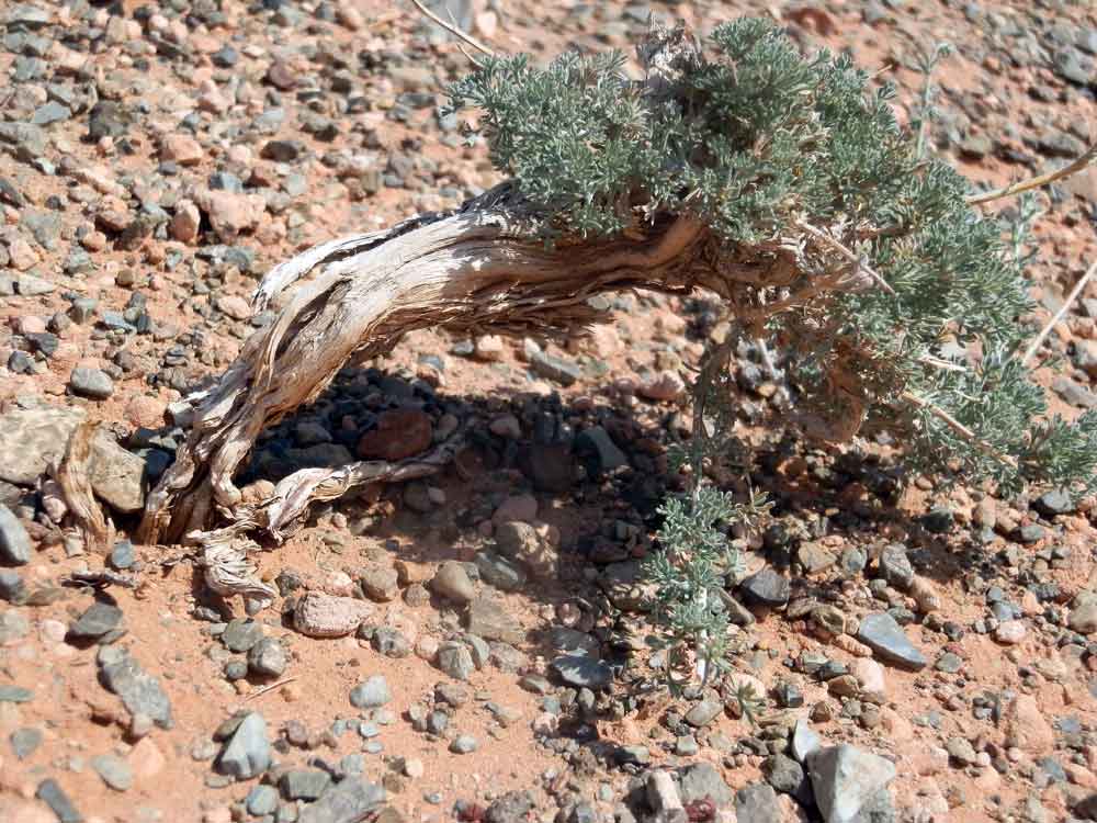 Artemisia sp. - Mongolia