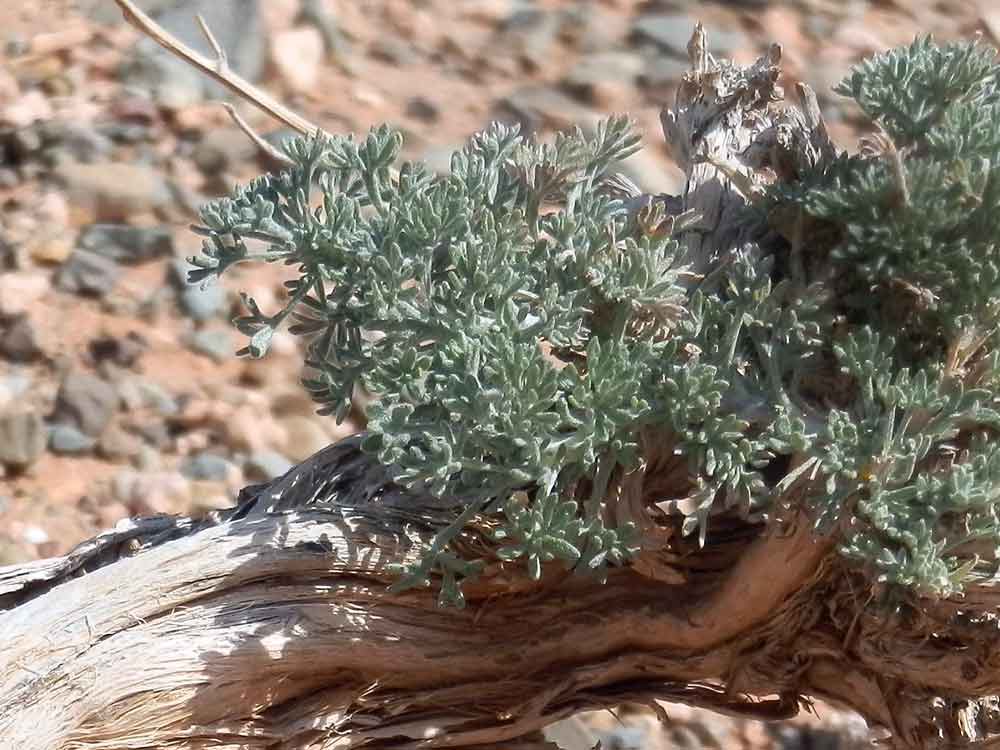 Artemisia sp. - Mongolia