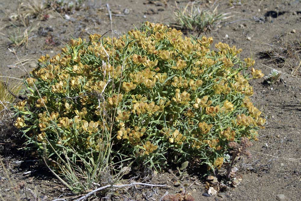 Mullinum spinosum - Patagonia