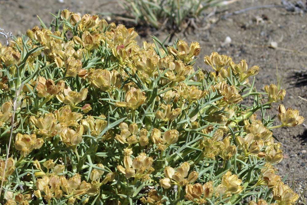 Mullinum spinosum - Patagonia