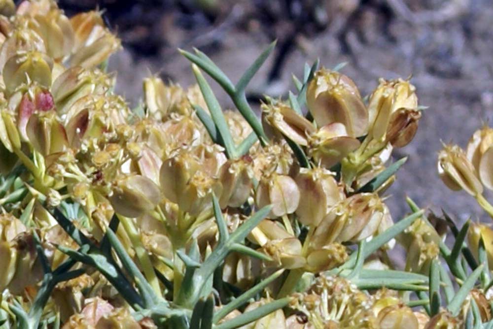 Mullinum spinosum - Patagonia
